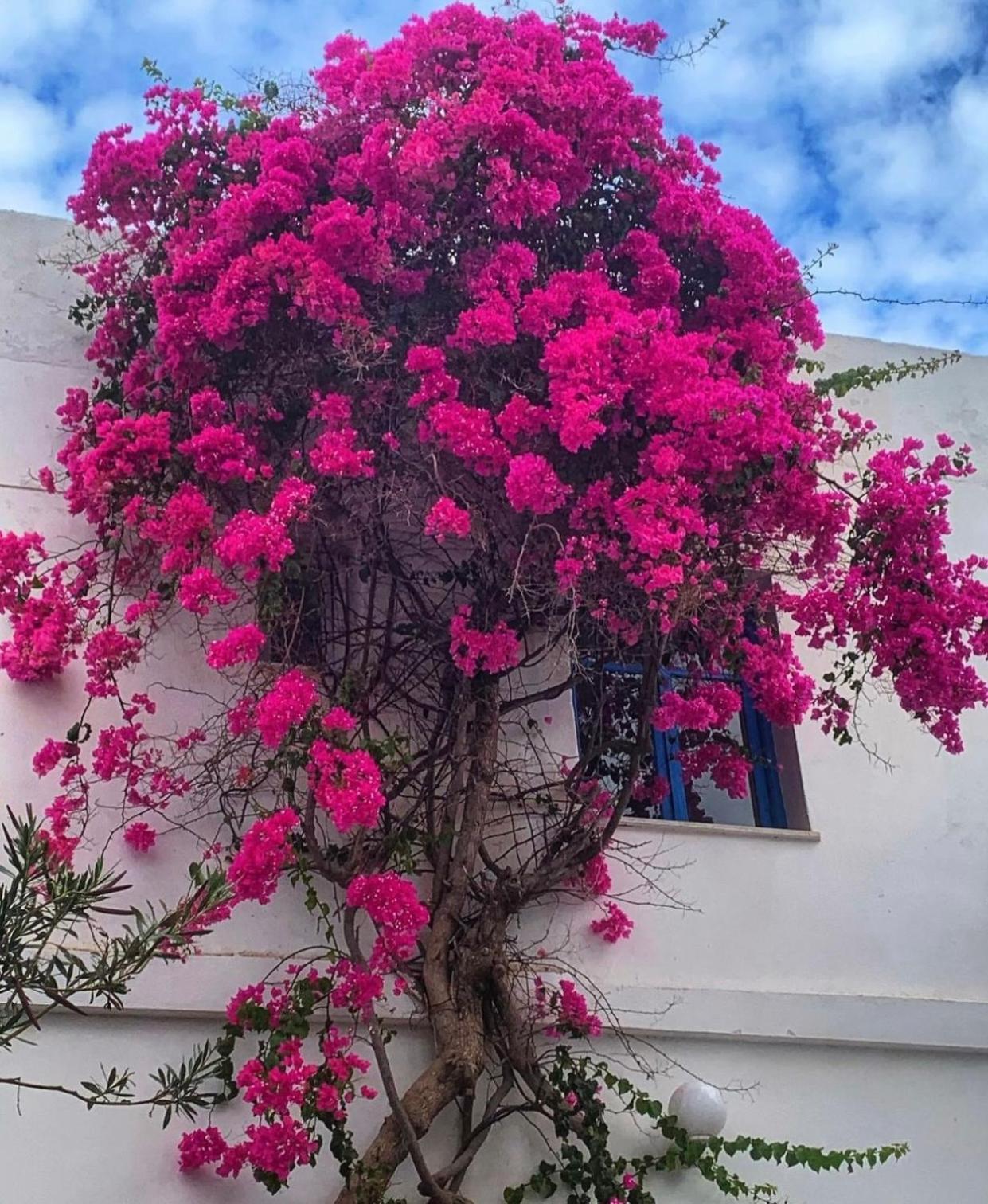 Mare Naxia Hotel Naxos City المظهر الخارجي الصورة